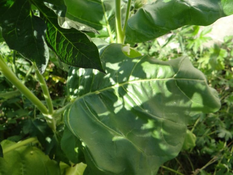 Купить семена табака и махорки для выращивания почтой