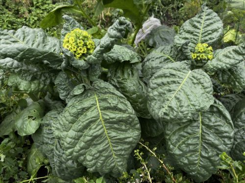 Сорт махорки Саратовская