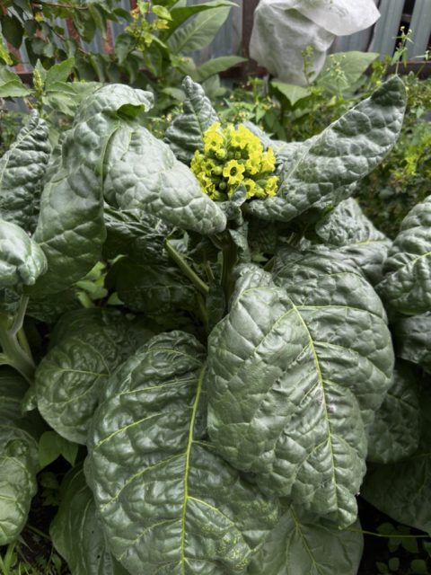 Сорт махорки Саратовская