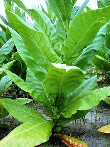 Вирджиния Ярколистовая (Virginia Bright Leaf)