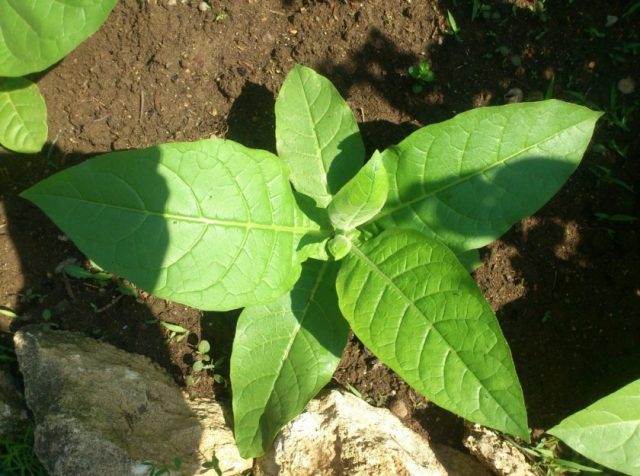 Семена табака Трапезонд 92