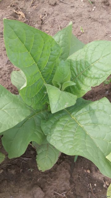 Сорт табака Virginia Silk Leaf (Вирджиния Шелковый Лист)