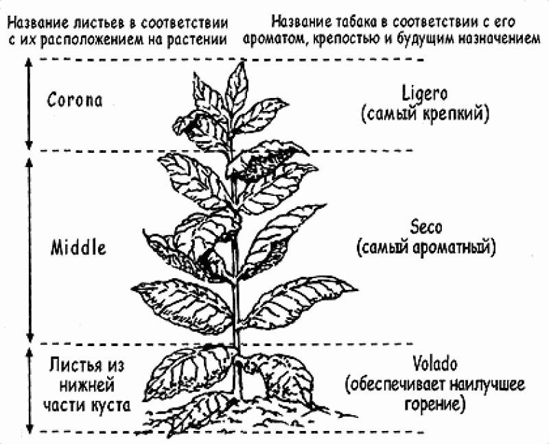 Сбор урожая табака