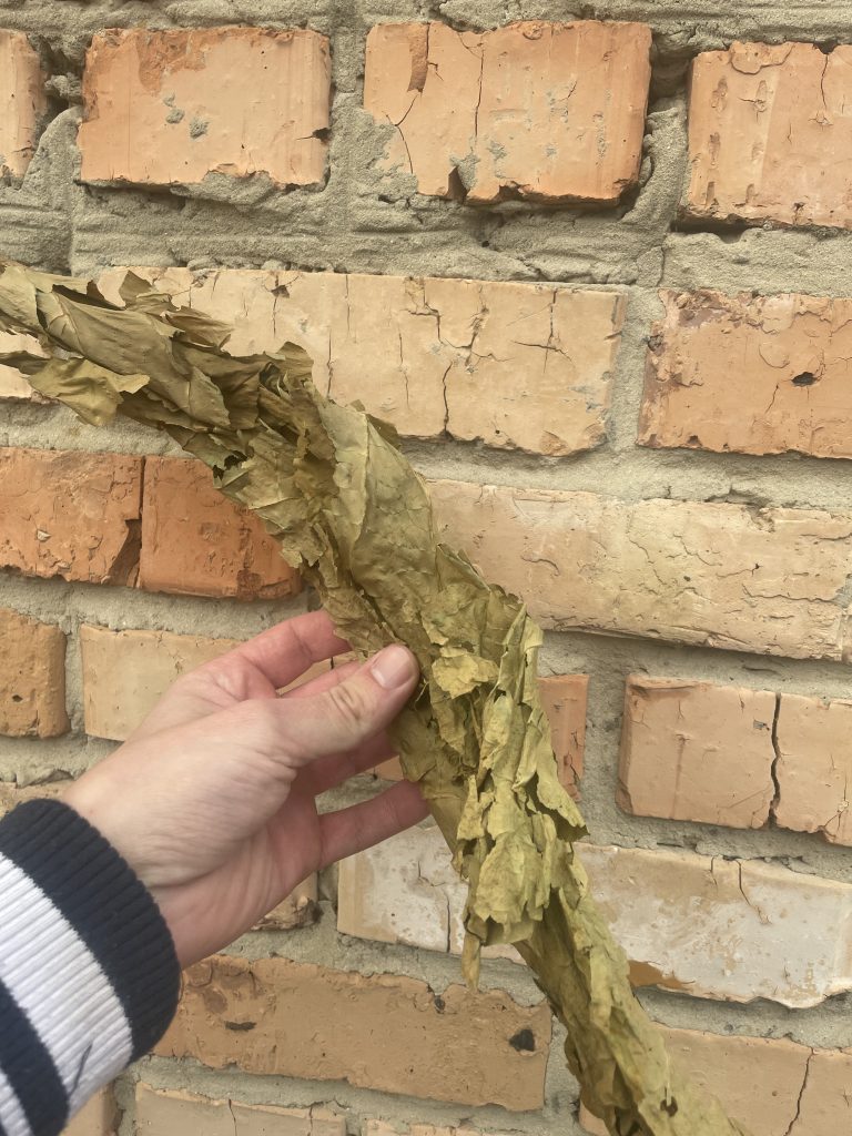 Табак высох зелёным, что делать