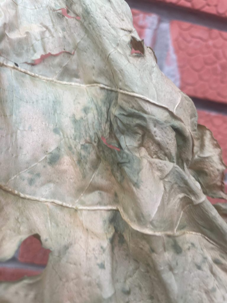 Что делать с сухими недозрелыми (зелёными) листьями табака