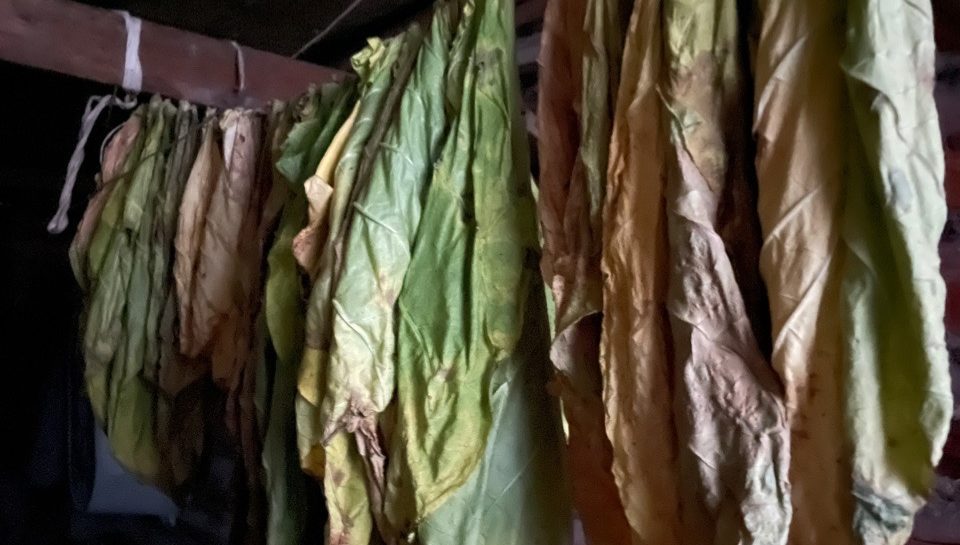 Что делать с сухими недозрелыми (зелёными) листьями табака