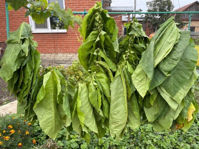 Какие листья у душистого табака фото