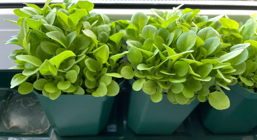 Законно ли выращивать табак в России