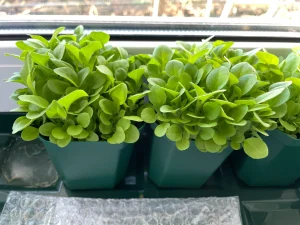 Законно ли выращивать табак в России