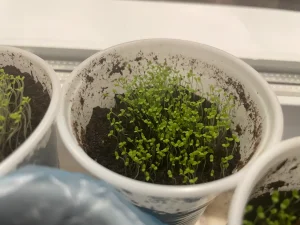 Законно ли выращивать табак в России