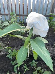 Можно ли выращивать табак в России