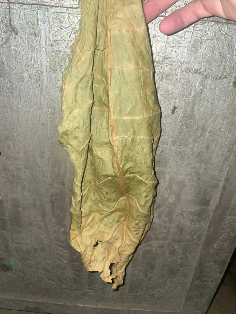 Что делать с сухими недозрелыми (зелёными) листьями табака