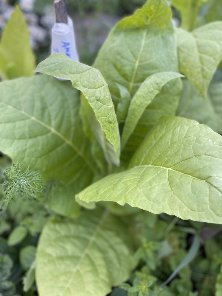 Выращивание табака