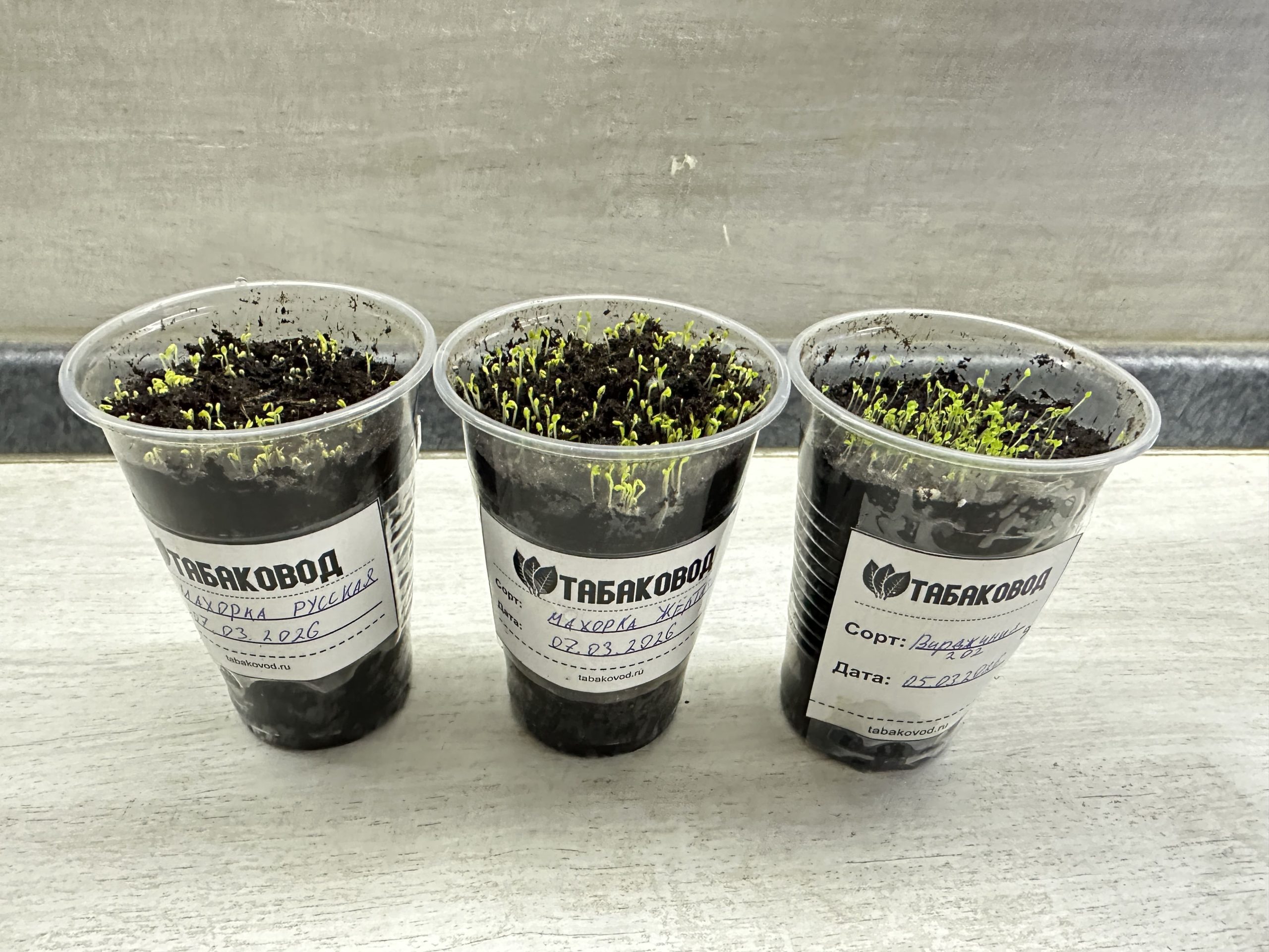 Первые всходы табака и махорки