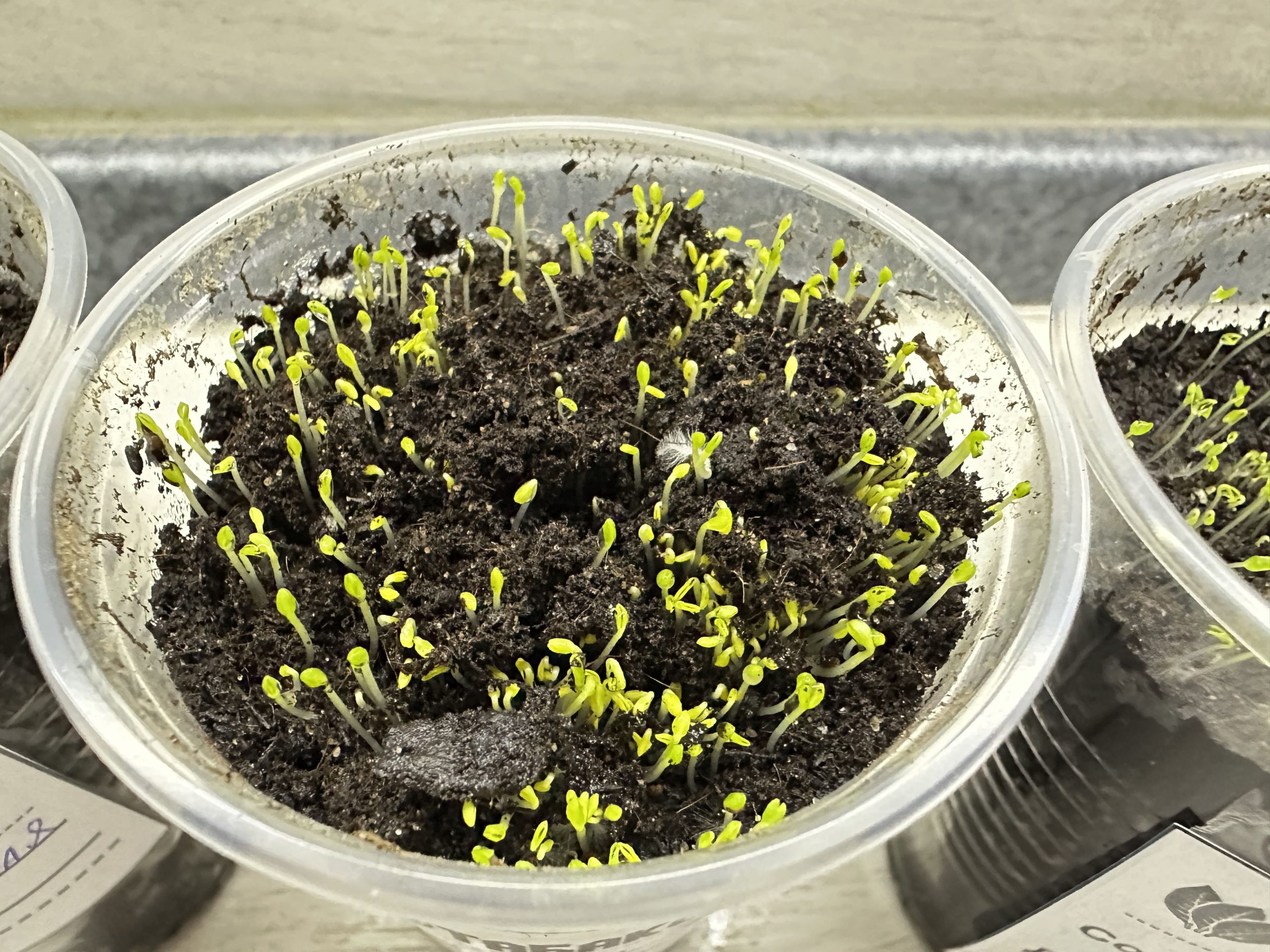 Первые всходы рассады табака