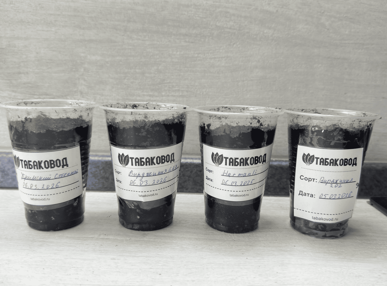 Стаканчики, наполненные грунтом для посева семян