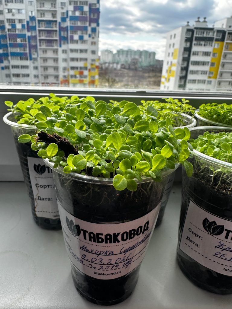 Как выглядит рассада табака до пикировки