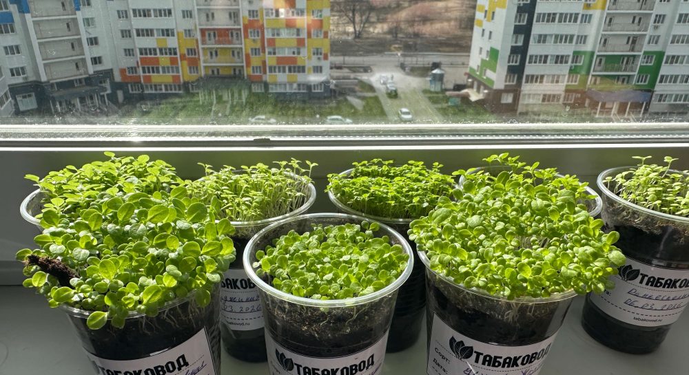 Как выглядит рассада сейчас