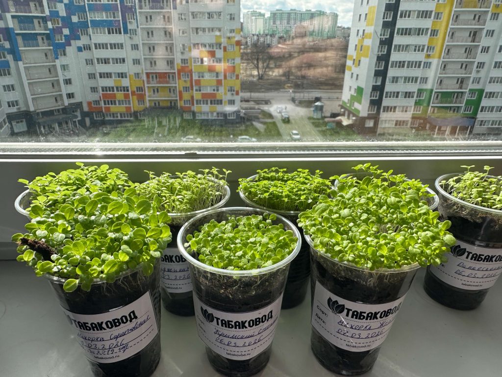 Как выглядит рассада сейчас